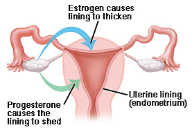 Uterus hormomes