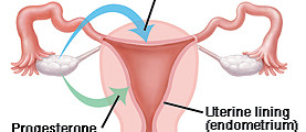 Irregular Periods Reflect Ovulation Problem